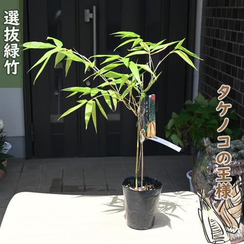 イノッチ様用　真竹 苗発送　鑑賞用・食用・工芸用2本組 支柱誘引クリップ イボ竹 クリップ 植物支柱リング 支柱連結